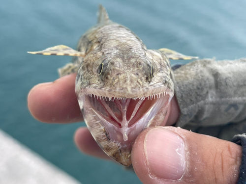 エソの釣果