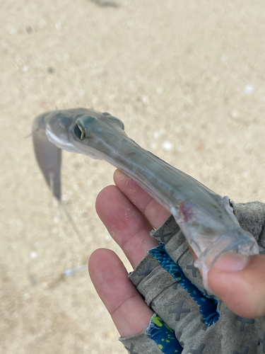 アオヤガラの釣果