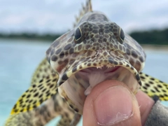 カンモンハタの釣果