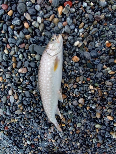 アメマスの釣果