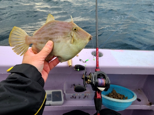 カワハギの釣果