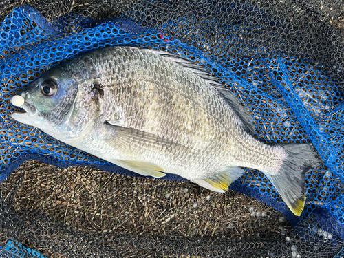 キビレの釣果