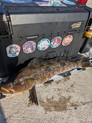 アイナメの釣果