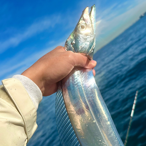 タチウオの釣果