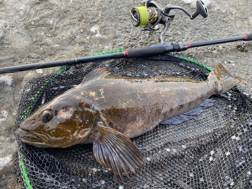 アイナメの釣果