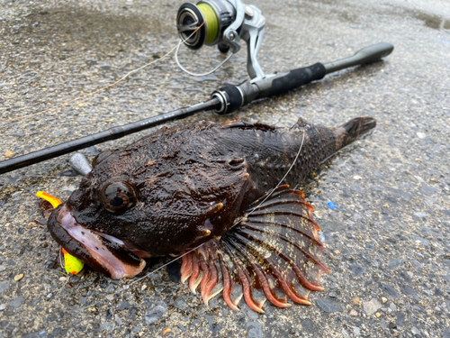 カジカの釣果