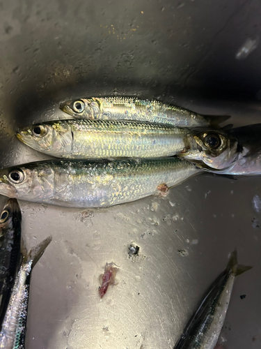 イワシの釣果