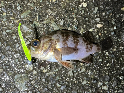 メバルの釣果