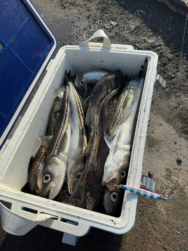 スケトウダラの釣果