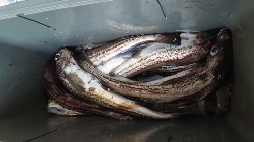 スケトウダラの釣果