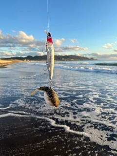 フグの釣果