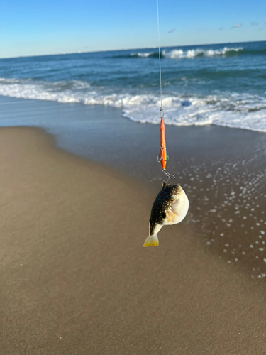 フグの釣果