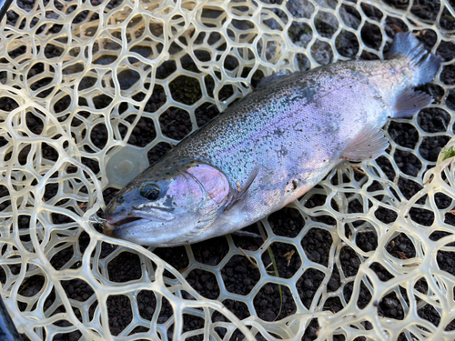 ニジマスの釣果