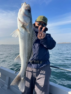 シーバスの釣果