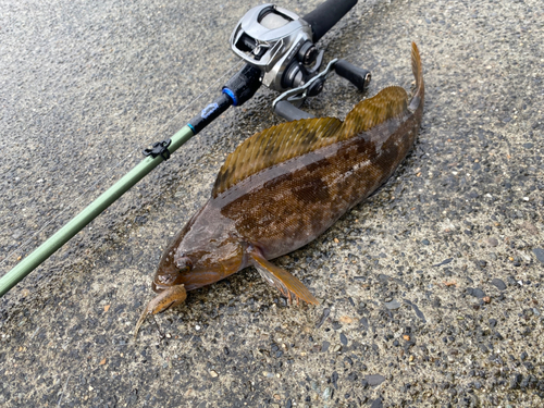 アイナメの釣果