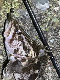 タケノコメバルの釣果