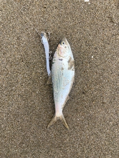 コノシロの釣果