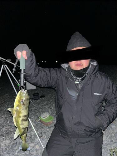 シロサバフグの釣果