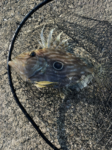 マトウダイの釣果