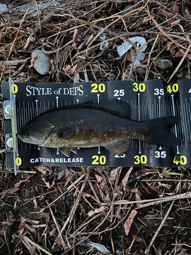 スモールマウスバスの釣果