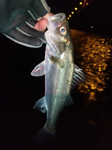 セイゴ（マルスズキ）の釣果