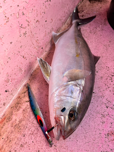 カンパチの釣果