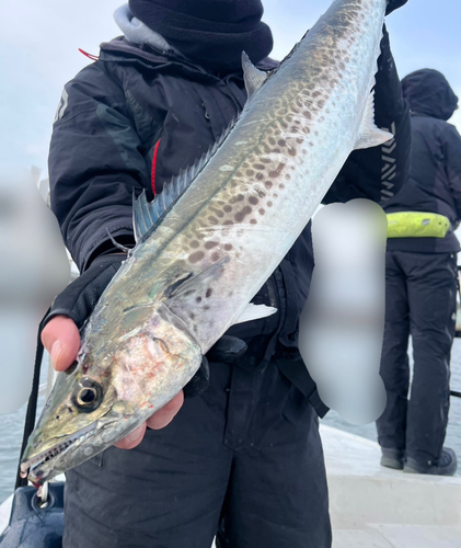 サワラの釣果