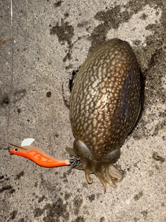 シリヤケイカの釣果