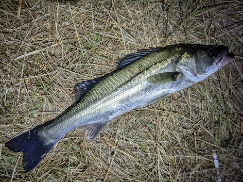 スズキの釣果