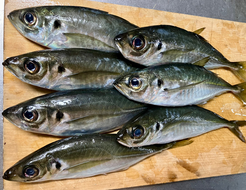 アジの釣果