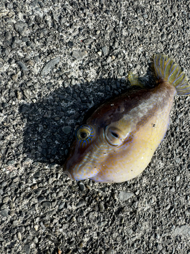 フグの釣果