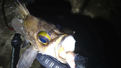 シロメバルの釣果