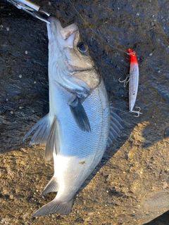 ヒラスズキの釣果