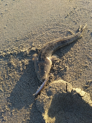 マゴチの釣果