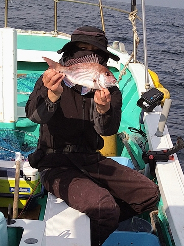 マダイの釣果