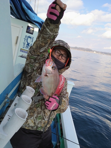 マダイの釣果