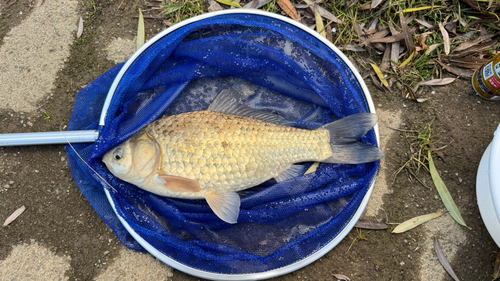 マブナの釣果