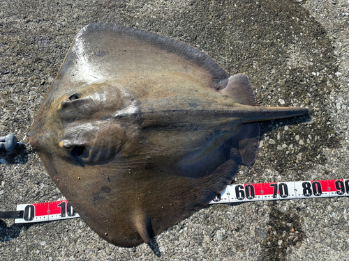 アカエイの釣果