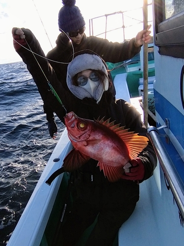 チカメキントキの釣果