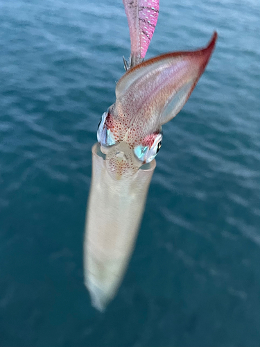 大船渡湾