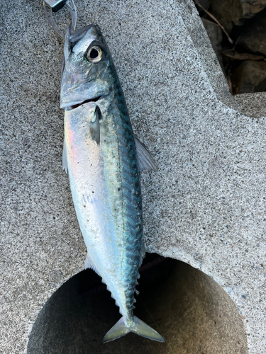 サバの釣果