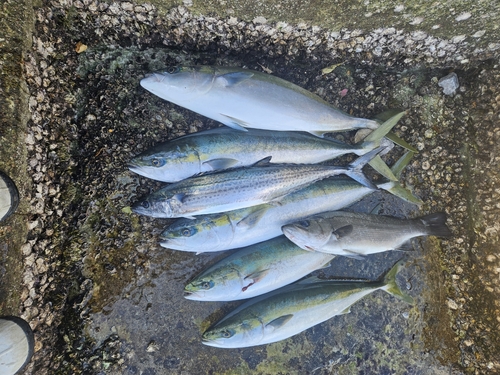 ハマチの釣果