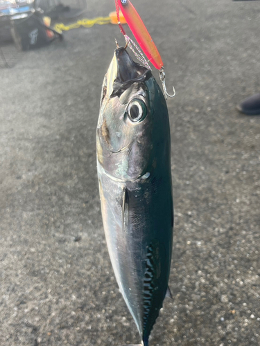 ソウダガツオの釣果