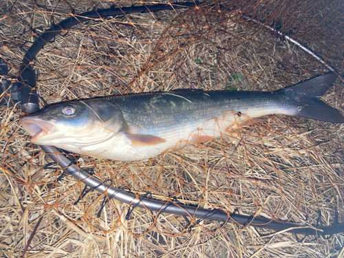 マルタウグイの釣果