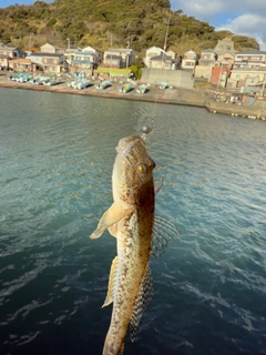 マハゼの釣果