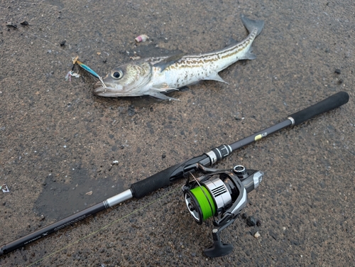 スケトウダラの釣果