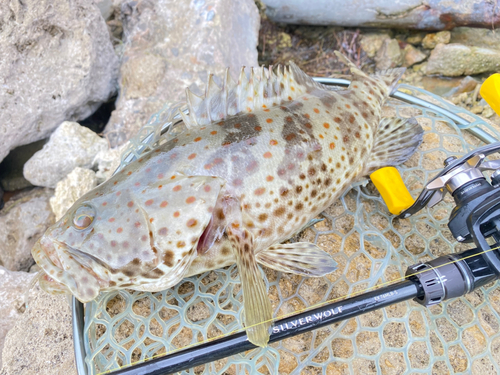 チャイロマルハタの釣果