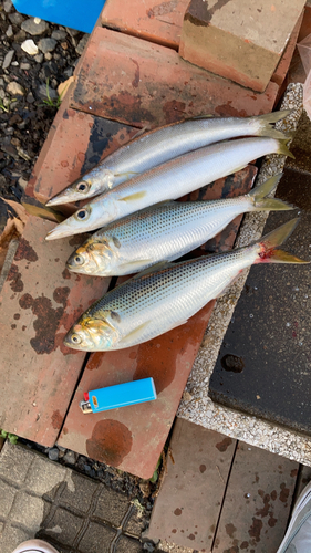 カマスの釣果