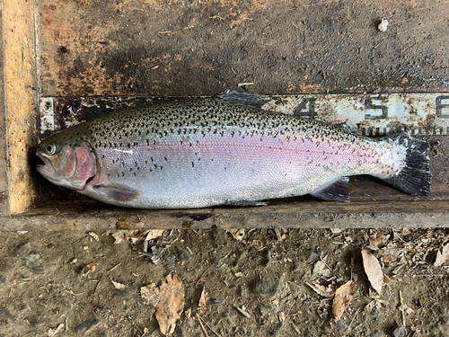 ニジマスの釣果