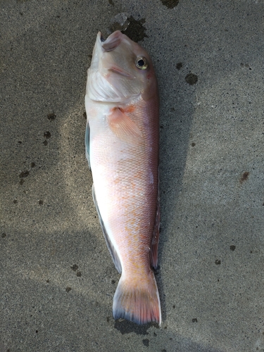 シロアマダイの釣果